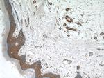 MAD2L1BP Antibody in Immunohistochemistry (Paraffin) (IHC (P))