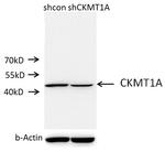 CKMT1A Antibody in Western Blot (WB)