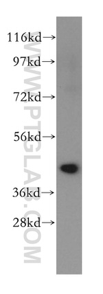 PA2G4 Antibody in Western Blot (WB)