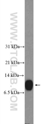 CRIP1 Antibody in Western Blot (WB)