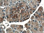 TRIAP1 Antibody in Immunohistochemistry (Paraffin) (IHC (P))