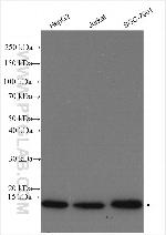 RPS27 Antibody in Western Blot (WB)