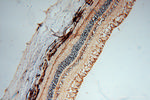 RLBP1 Antibody in Immunohistochemistry (Paraffin) (IHC (P))