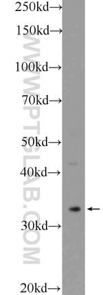 Cyclophilin E Antibody in Western Blot (WB)