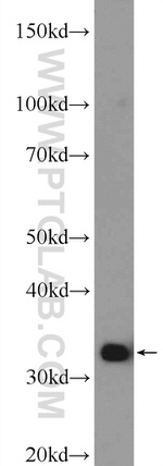 Cyclophilin E Antibody in Western Blot (WB)