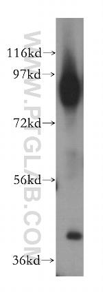ICAM-1 Antibody in Western Blot (WB)