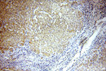 COX8A Antibody in Immunohistochemistry (Paraffin) (IHC (P))
