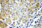 COX8A Antibody in Immunohistochemistry (Paraffin) (IHC (P))