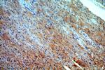 COX8A Antibody in Immunohistochemistry (Paraffin) (IHC (P))