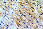 COX8A Antibody in Immunohistochemistry (Paraffin) (IHC (P))