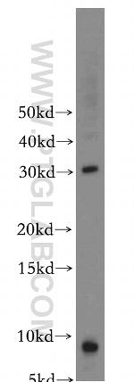 COX8A Antibody in Western Blot (WB)