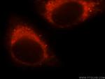 NFS1 Antibody in Immunocytochemistry (ICC/IF)