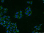 NFS1 Antibody in Immunocytochemistry (ICC/IF)