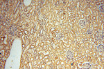NFS1 Antibody in Immunohistochemistry (Paraffin) (IHC (P))