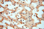 NFS1 Antibody in Immunohistochemistry (Paraffin) (IHC (P))