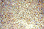 NFS1 Antibody in Immunohistochemistry (Paraffin) (IHC (P))