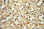 NFS1 Antibody in Immunohistochemistry (Paraffin) (IHC (P))