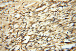 NFS1 Antibody in Immunohistochemistry (Paraffin) (IHC (P))