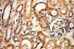 NFS1 Antibody in Immunohistochemistry (Paraffin) (IHC (P))