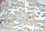 NFS1 Antibody in Immunohistochemistry (Paraffin) (IHC (P))