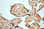 NFS1 Antibody in Immunohistochemistry (Paraffin) (IHC (P))