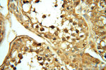 NFS1 Antibody in Immunohistochemistry (Paraffin) (IHC (P))