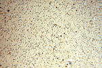 NFS1 Antibody in Immunohistochemistry (Paraffin) (IHC (P))