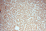 NFS1 Antibody in Immunohistochemistry (Paraffin) (IHC (P))