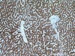 NFS1 Antibody in Immunohistochemistry (Paraffin) (IHC (P))