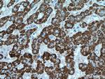 NFS1 Antibody in Immunohistochemistry (Paraffin) (IHC (P))