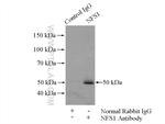 NFS1 Antibody in Immunoprecipitation (IP)