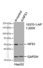 NFS1 Antibody in Western Blot (WB)