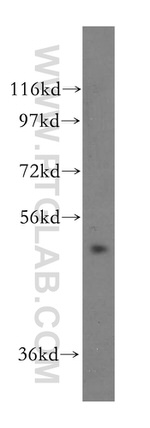 NFS1 Antibody in Western Blot (WB)