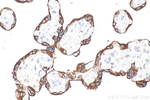 PSG3 Antibody in Immunohistochemistry (Paraffin) (IHC (P))