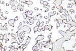 PSG3 Antibody in Immunohistochemistry (Paraffin) (IHC (P))