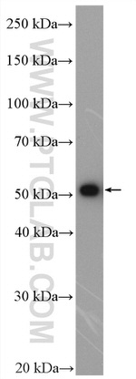 SPTLC1 Antibody in Western Blot (WB)