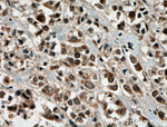 PRMT6 Antibody in Immunohistochemistry (Paraffin) (IHC (P))