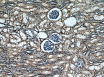 PRMT6 Antibody in Immunohistochemistry (Paraffin) (IHC (P))