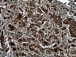 PRMT6 Antibody in Immunohistochemistry (Paraffin) (IHC (P))