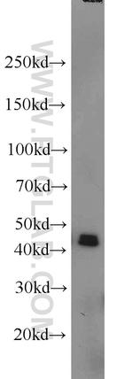 PRMT6 Antibody in Western Blot (WB)