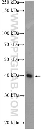 PRMT6 Antibody in Western Blot (WB)