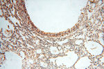 SEC13 Antibody in Immunohistochemistry (Paraffin) (IHC (P))