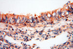 SEC13 Antibody in Immunohistochemistry (Paraffin) (IHC (P))