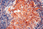 SEC13 Antibody in Immunohistochemistry (Paraffin) (IHC (P))
