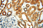 SEC13 Antibody in Immunohistochemistry (Paraffin) (IHC (P))