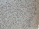 SEC13 Antibody in Immunohistochemistry (Paraffin) (IHC (P))