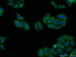 SEC13 Antibody in Immunocytochemistry (ICC/IF)