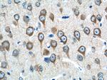 SEC13 Antibody in Immunohistochemistry (Paraffin) (IHC (P))