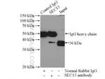 SEC13 Antibody in Immunoprecipitation (IP)
