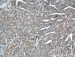 USP30 Antibody in Immunohistochemistry (Paraffin) (IHC (P))